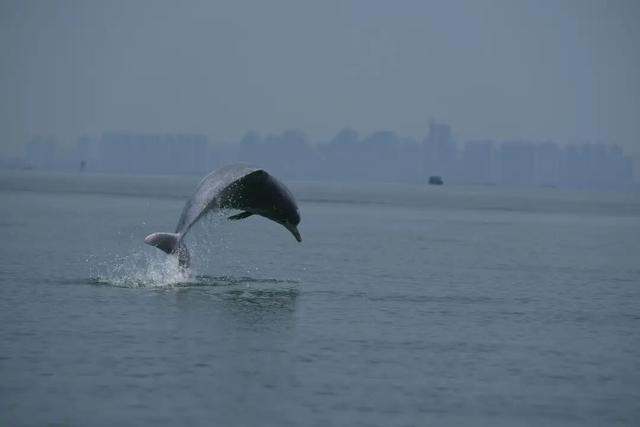 广西钦州三娘湾 “出海观豚” 乱象：十余艘船围堵，小海豚遭追后死亡，有船长称看不到退票，怕亏钱不停追