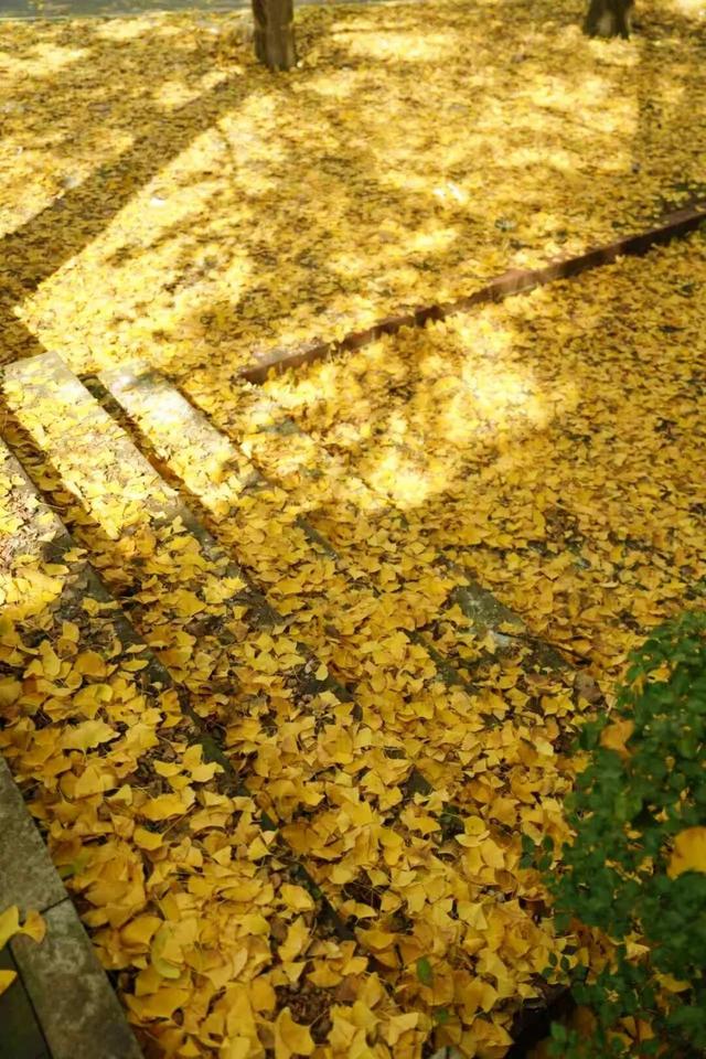 宜宾，含“金”量超高！