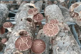 库尔勒：循环农业让香梨枝条长出“致富菇”图片