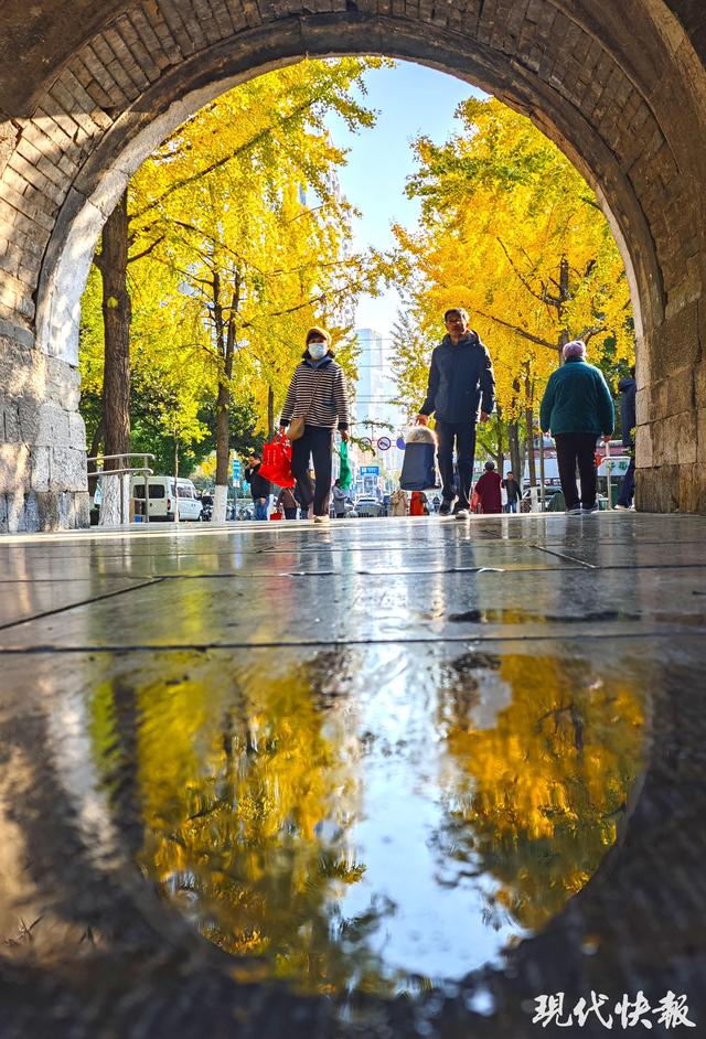 金陵秋韵浓，快开启一场“银杏City Walk”