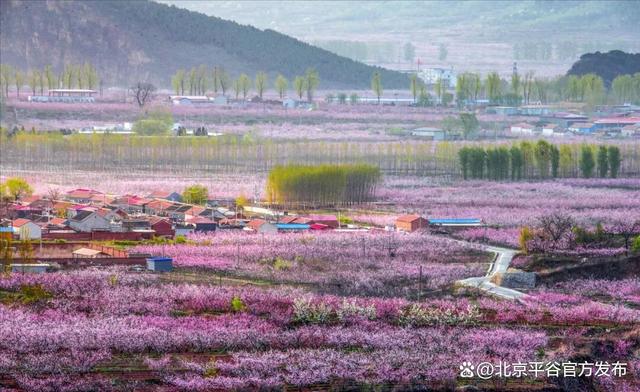 第二十八届北京平谷国际桃花节4月10日盛大启幕，全域开启“宠客模式”，共赴桃源之约