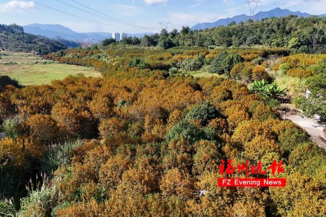 免费开放！福州这个网红村，桂花飘香！
