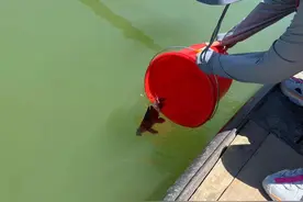 再现那一抹红！消失数十年的胭脂鱼重回钱塘江流域图片