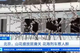 春日限定！北京：山花盛放居庸关 花海列车惹人醉→图片