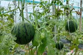 莒南县石莲子镇：“地雷瓜”引爆乡村经济，15元一个供不应求图片