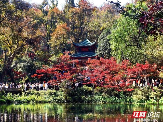 红叶漫染爱晚亭，今年岳麓山的枫景，是否能进你的心尖榜？