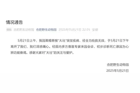 合肥野生动物园：网红方脸猴“大壮”心肺衰竭去世图片