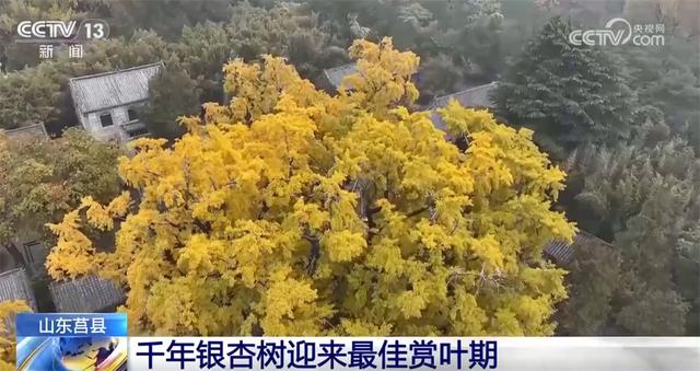 金秋时节“邂逅”绝美自然画卷 以“景”为媒打造文旅消费盛宴