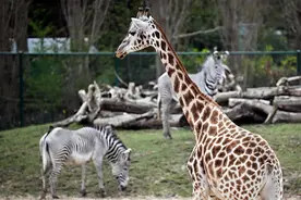 海外视觉｜“非洲之心”展区即将亮相英国切斯特动物园图片