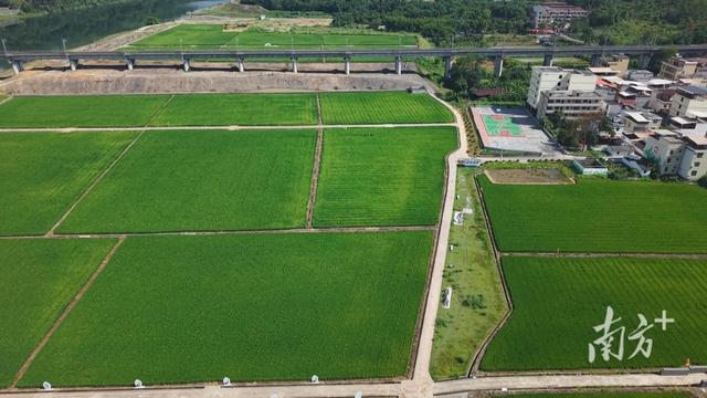 周末日均超两千人来这里晒太阳！韶关浈江水口村何以“出圈”丨读+观韶