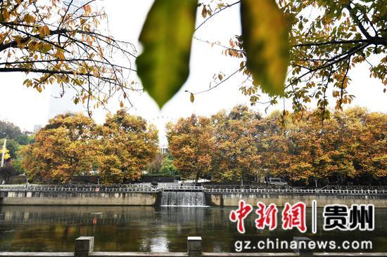 贵阳：初冬时节好风景