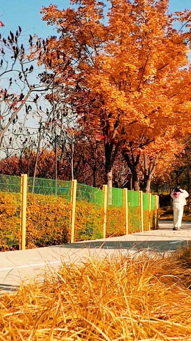 18公里步道免费开放！北京西五环边这个公园迎来最佳观赏期