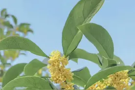 诗｜谭滔：桂花吟图片