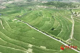 静宁：“小群体、大规模”发展模式 促进肉牛产业融合发展图片