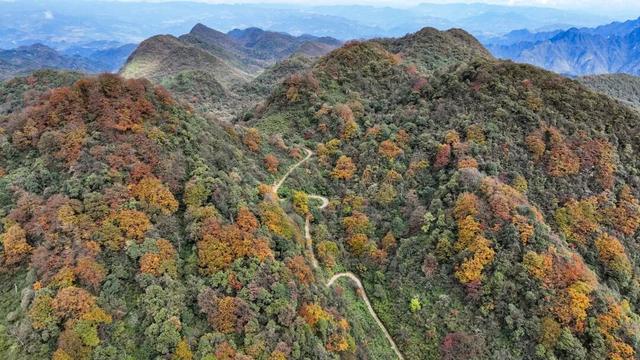 北纬28°的彩色秘境 贵州绥阳宽阔水国家级自然保护区初冬层林尽染