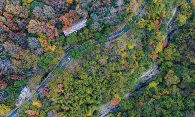 舟山这片彩色森林，迎来最佳观赏期！已经有人拍到了……