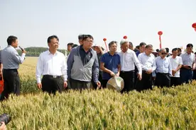 山东万亩麦田新品竞秀，鲁研951、济麦44成耀眼新星图片