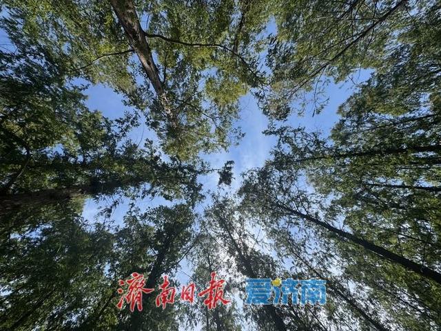 高温下的清凉秘境：泉城公园水杉林现“绿野仙踪”