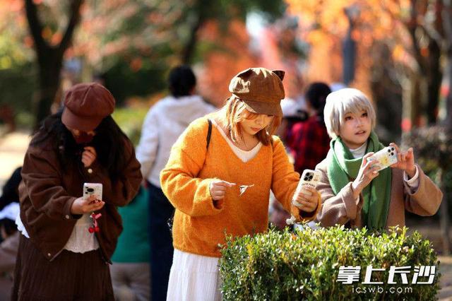 枫叶红了，湖南农大红枫大道成打网红打卡地｜组图