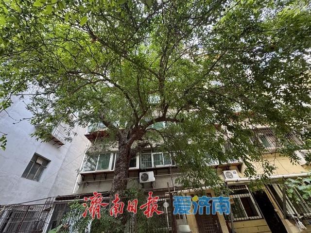 一年四季 泉在济南丨三百年枣树迎金秋 硕果累累添风情