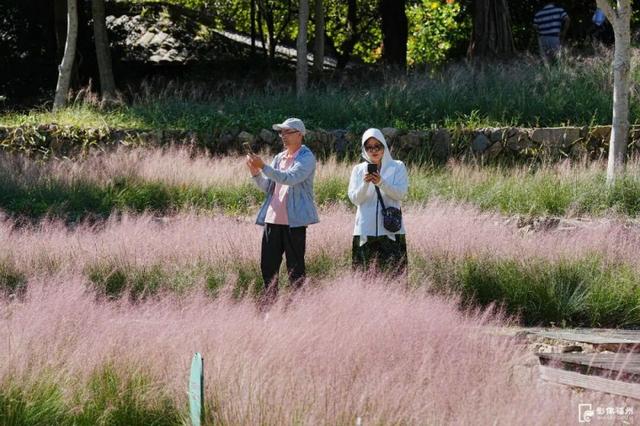 成片粉黛乱子草花海梦幻上线！这些公园火了！