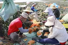 【乡村振兴】昌江：凤梨喜迎丰收季 出岛销量超2.6万吨图片