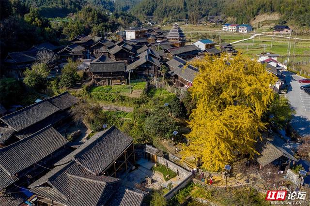 岁暖时刻丨一树千年金，解锁湖南冬日最美打开方式