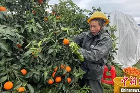 湖南江永电商助力农特产品走出大山图片