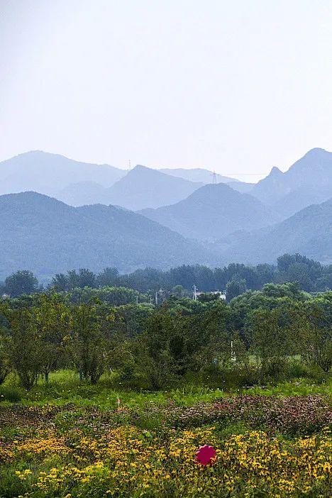 “淡妆浓抹总相宜”，昌平七孔桥花海恢复开园