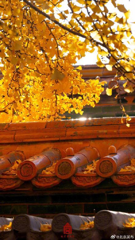 转发收藏！故宫初冬鎏金壁纸上新了 第2张