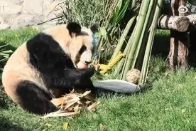 先吃笋笋再吃果果，“丫丫” 胖出好几层褶子图片