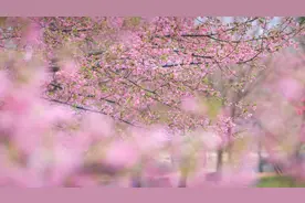 辰山植物园河津樱初花，三八节女士享门票优惠，踏春赏花正当时图片