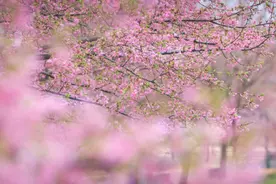 辰山植物园河津樱初花，三八节女士享门票优惠，踏春赏花正当时图片