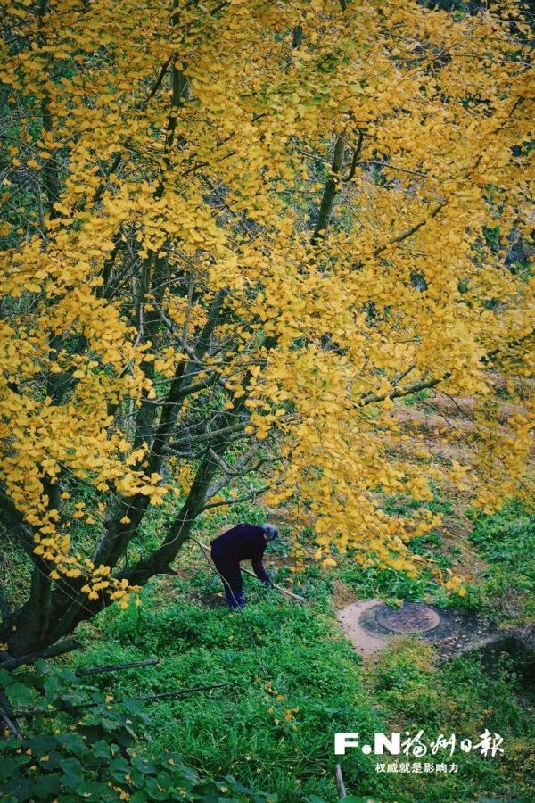 醉美秋色！福州鼓岭迎来“颜值巅峰”期！