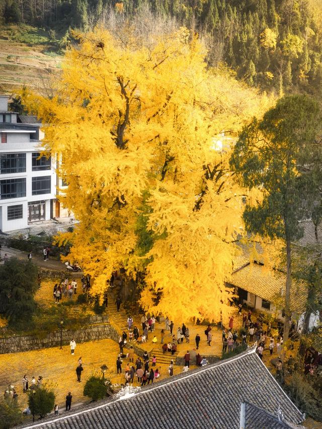 印江凤仪村：千年银杏披金衣 醉美深秋引客来