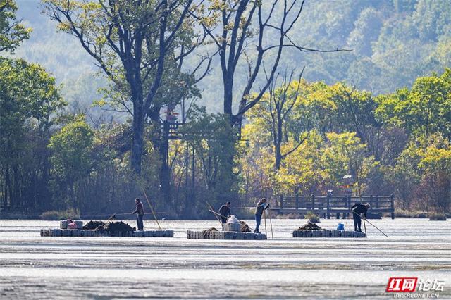华中屋脊，秋色无边！这里是神农架