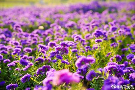 北京海淀这里，“藏”着一片紫色花海！