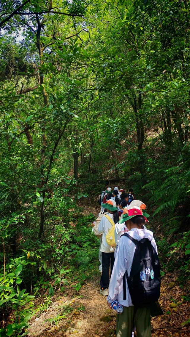穿越400年原始森林，化身小小科学家！鼎湖山研学营火热报名中！