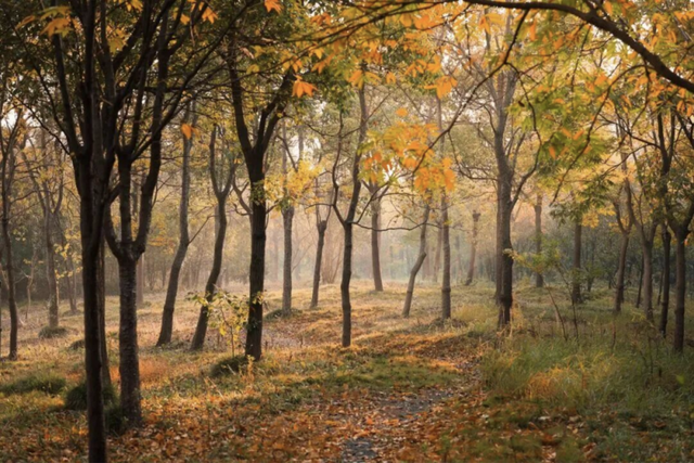 去爬山！这些五彩山林，竟然都在上海！