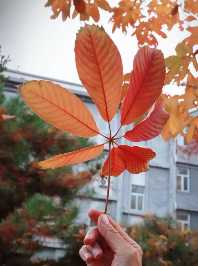 “隐藏款”北京秋景,就在中国气象局大院!