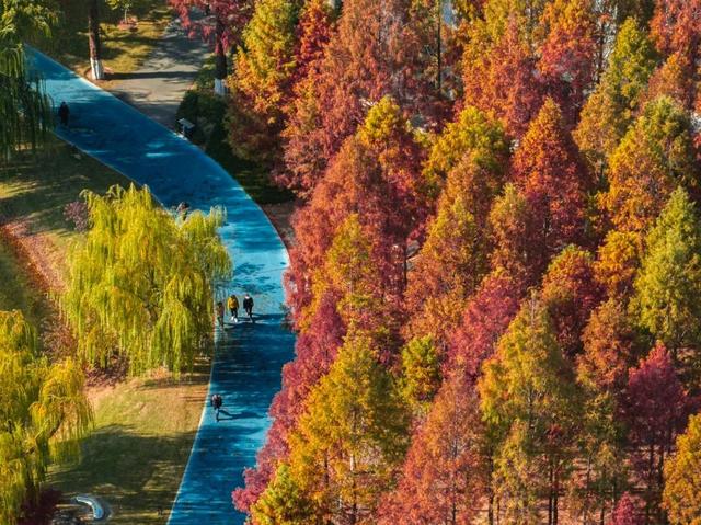 官宣：武汉这里开放露营！已进入最佳观赏期