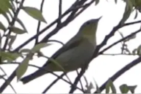 林柳莺、欧柳莺，上海鸟类纪录连续上新！可能是迁徙过程中迷路的“迷鸟”图片