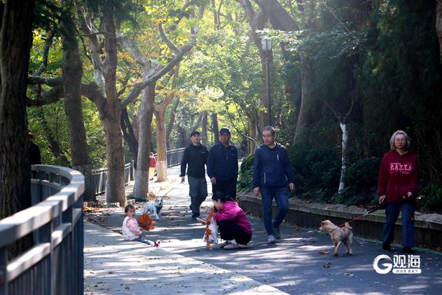 落叶如画！青岛“落叶缓扫”，触手可及的限定美好