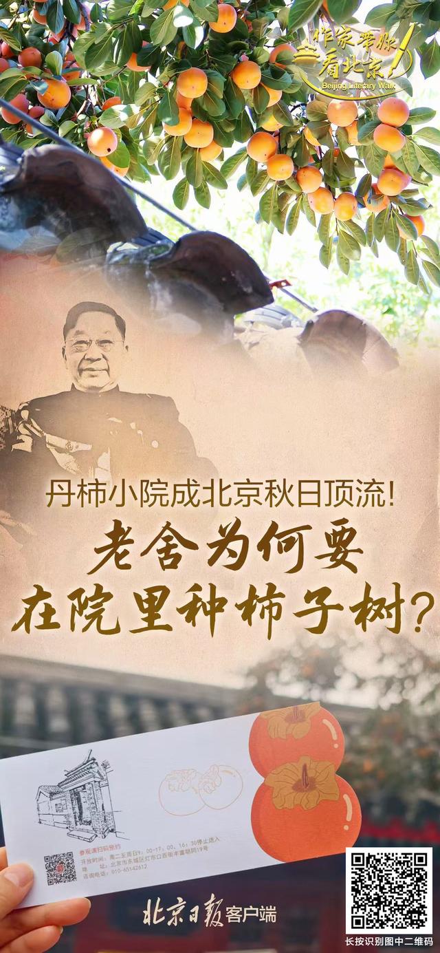 作家带你看北京｜丹柿小院成北京秋日顶流！老舍为何要在院里种柿子树？