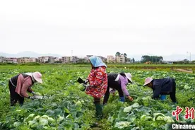 广西：春耕农事忙 田园风光美图片