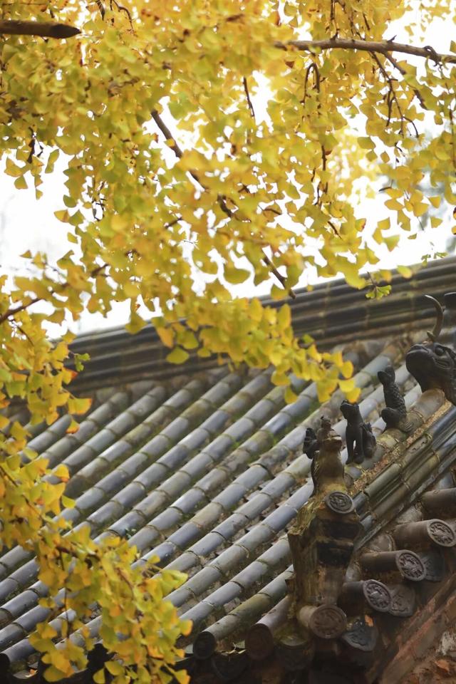 这是今天的千年银杏树，被太阳晒透！巨美！