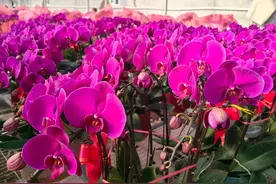 无土栽培花期长，德州平原蝴蝶兰种植基地节前生产忙！图片