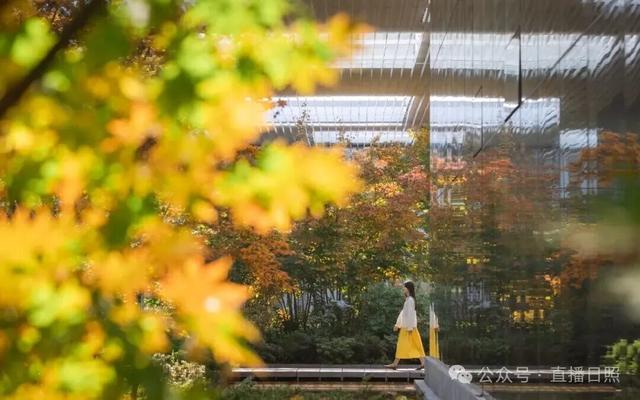 红了！10月下旬至11月上旬，就在日照这里→