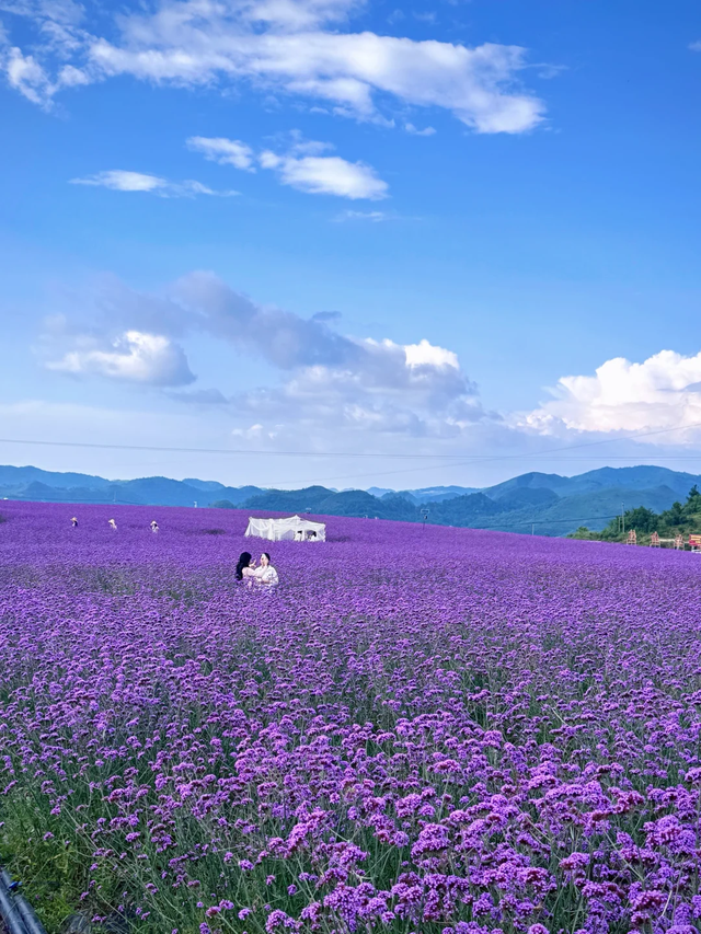 9月贵阳赏花地图｜这些绝美花海，承包你的初秋浪漫！