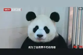 生了！大熊猫“璨璨”初产诞下双胞胎兄妹图片